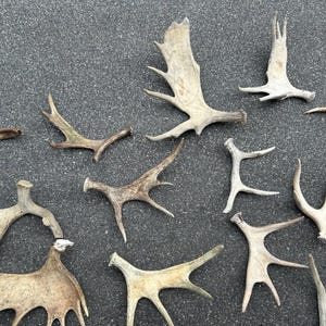 May include: A collection of various-sized, naturally shed antlers in shades of brown and tan, arranged on a dark gray surface. The antlers display unique shapes and branching patterns, showcasing their natural textures and forms.