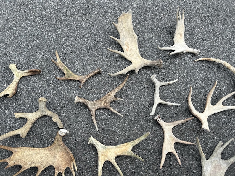 May include: A collection of various-sized, naturally shed antlers in shades of brown and tan, arranged on a dark gray surface. The antlers display unique shapes and branching patterns, showcasing their natural textures and forms.