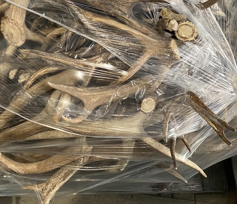 May include: A collection of deer antlers, varying in size and shape, are bundled together and wrapped in clear plastic. The antlers are a natural brown color, with some showing lighter shades. The image suggests a rustic or natural theme.