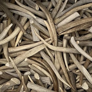May include: A close-up view of a pile of deer antlers in various shades of brown and tan. The antlers are of different sizes and shapes, with some curved and others straight. The texture of the antlers appears rough and natural.