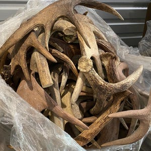 May include: A large pile of natural deer antlers in varying shades of brown and tan, some with multiple points. The antlers are contained within a clear plastic bag, suggesting they are for sale or storage. The image is well-lit, highlighting the texture and details of the antlers.