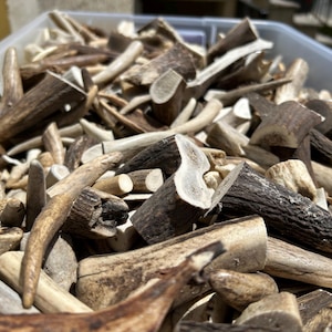 May include: A close-up shot of a plastic container filled with a variety of deer antlers. The antlers are in various sizes and shapes, with a mix of light brown, dark brown, and off-white colors. The texture of the antlers is rough and natural.