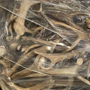 May include: A collection of natural deer antlers, varying in size and shape, bundled together and wrapped in clear plastic. The antlers are primarily shades of brown and beige, with textured surfaces and branching structures.