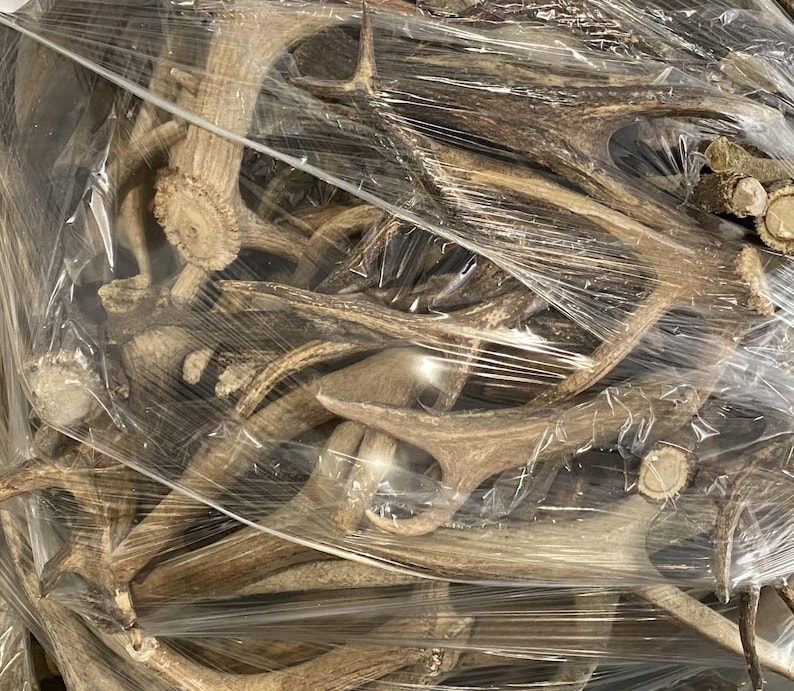 May include: A collection of natural deer antlers, varying in size and shape, bundled together and wrapped in clear plastic. The antlers are primarily shades of brown and beige, with textured surfaces and branching structures.