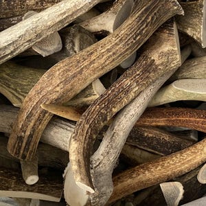 May include: A pile of natural deer antlers in various sizes and shades of brown and tan. The antlers have a rough, textured surface and are cut at the base. Some have a lighter, almost white, interior.