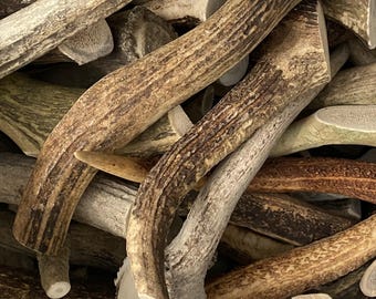 9in Whole Elk Antler Dog Chew • C Grade Natural Shed Elk Antlers • Long Lasting Odor-Free Dog Treat •Budget-Friendly Large Pet Dental Sticks