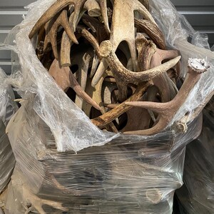 May include: A large clear plastic bag filled with numerous brown deer antlers. The antlers vary in size and shape, with a natural, weathered appearance. The bag is partially transparent, revealing the contents.