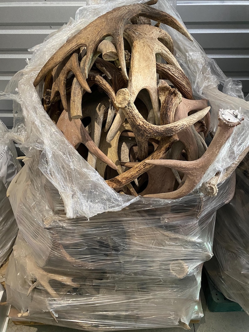 May include: A large clear plastic bag filled with numerous brown deer antlers. The antlers vary in size and shape, with a natural, weathered appearance. The bag is partially transparent, revealing the contents.