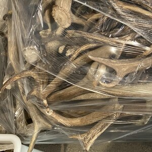 May include: A collection of natural deer antlers, varying in size and shape, are bundled together and wrapped in clear plastic. The antlers display a range of brown and tan hues, with textured surfaces and branching structures. The image suggests a rustic or natural theme.