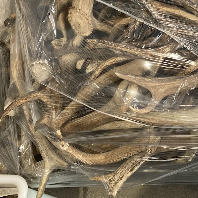 May include: A collection of natural deer antlers, varying in size and shape, are bundled together and wrapped in clear plastic. The antlers display a range of brown and tan hues, with textured surfaces and branching structures. The image suggests a rustic or natural theme.
