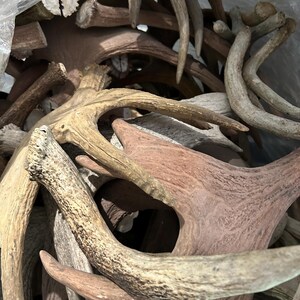May include: A collection of deer antlers in various shades of brown and tan. The antlers are of different sizes and shapes, some with multiple points. They appear to be stored in a clear plastic bag, with some antlers overlapping.