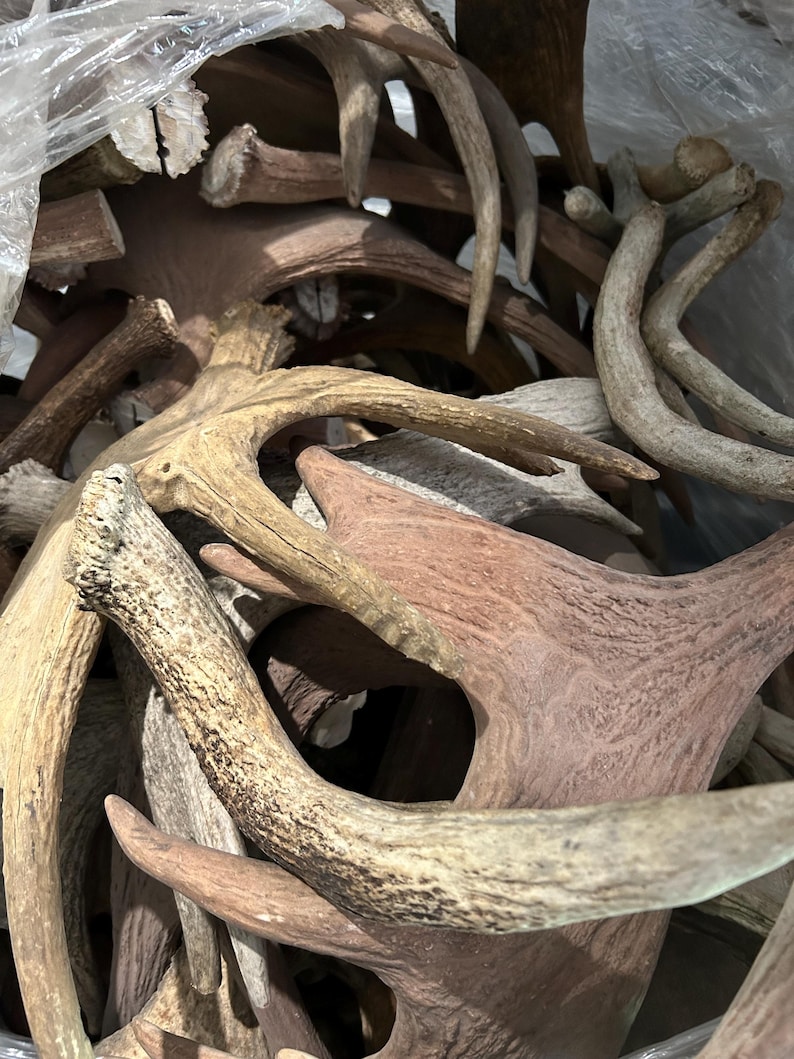 May include: A collection of deer antlers in various shades of brown and tan. The antlers are of different sizes and shapes, some with multiple points. They appear to be stored in a clear plastic bag, with some antlers overlapping.