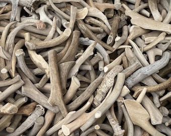 Large Whole Deer Antler 8.5-12 Inch + | Grade C Natural Shed Antler | Dog Chew or Rustic Craft Piece | Knife Jewelry 2 Pieces