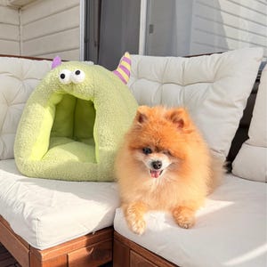 Pode incluir: Um c&atilde;o Pomer&acirc;nia laranja e fofo est&aacute; sentado em uma almofada branca ao lado de uma cama para animais de estima&ccedil;&atilde;o verde clara em forma de monstro. A cama tem detalhes roxos e amarelos e olhos grandes e arregalados. O c&atilde;o olha para a c&acirc;mera.