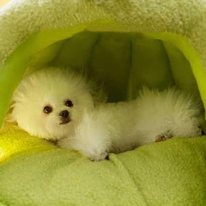 Pode incluir: Um c&atilde;o pequeno, branco e fofo descansa dentro de uma cama para animais de estima&ccedil;&atilde;o verde-lim&atilde;o. A cama tem um design com capuz com detalhes em rosa e listras. O c&atilde;o tem olhos escuros e um nariz pequeno e preto, e est&aacute; deitado em uma almofada verde macia.