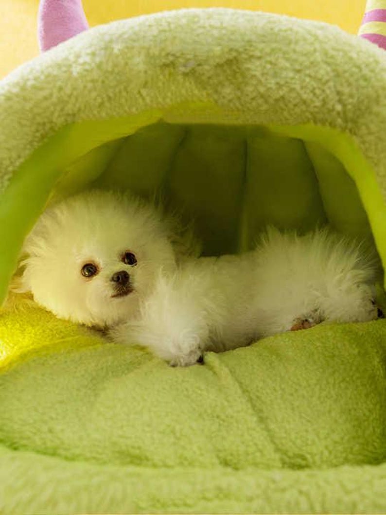 Pode incluir: Um c&atilde;o pequeno, branco e fofo descansa dentro de uma cama para animais de estima&ccedil;&atilde;o verde-lim&atilde;o. A cama tem um design com capuz com detalhes em rosa e listras. O c&atilde;o tem olhos escuros e um nariz pequeno e preto, e est&aacute; deitado em uma almofada verde macia.