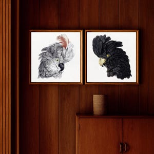 Cockatoo Bird Art Print – Set of 2 – Vintage Bird Illustrations, Australian Natural History, Fine Art Bird Wall Decor, Bird Lover Gift