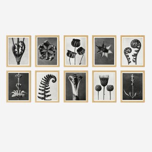 Karl blossfeldt - Etsy 日本