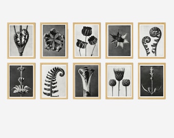 Vintage Botanical Wall Art Set of 10 – Karl Blossfeldt Plant Photography Prints (1928), Monochrome Nature Decor, Digital Download | Set 1