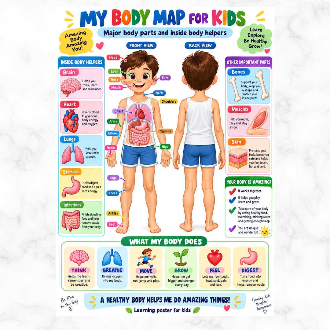Body Organs for Kids Poster |human Anatomy Chart for Children |kids ...