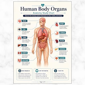 Puede incluir: Un gráfico de estudio anatómico titulado Human Body Organs, que presenta una ilustración central de una figura humana con los órganos internos etiquetados, incluyendo el cerebro, corazón, pulmones, estómago, hígado, bazo, riñones e intestinos.