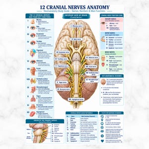 May include: An educational poster titled 12 Cranial Nerves Anatomy featuring a central illustration of the inferior view of the human brain with yellow nerve pathways, surrounded by detailed charts, icons, and text explaining nerve functions.