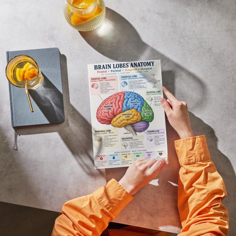 Brain Lobes Anatomy Poster Printable, Four-lobe Study Chart PDF - Etsy