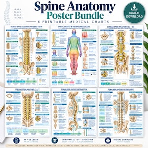 May include: A digital bundle of six medical posters titled Spine Anatomy Poster Bundle, featuring detailed anatomical illustrations of the human spine, including posterior, anterior, and lateral views, spinal nerves, dermatomes, and lumbar anatomy.