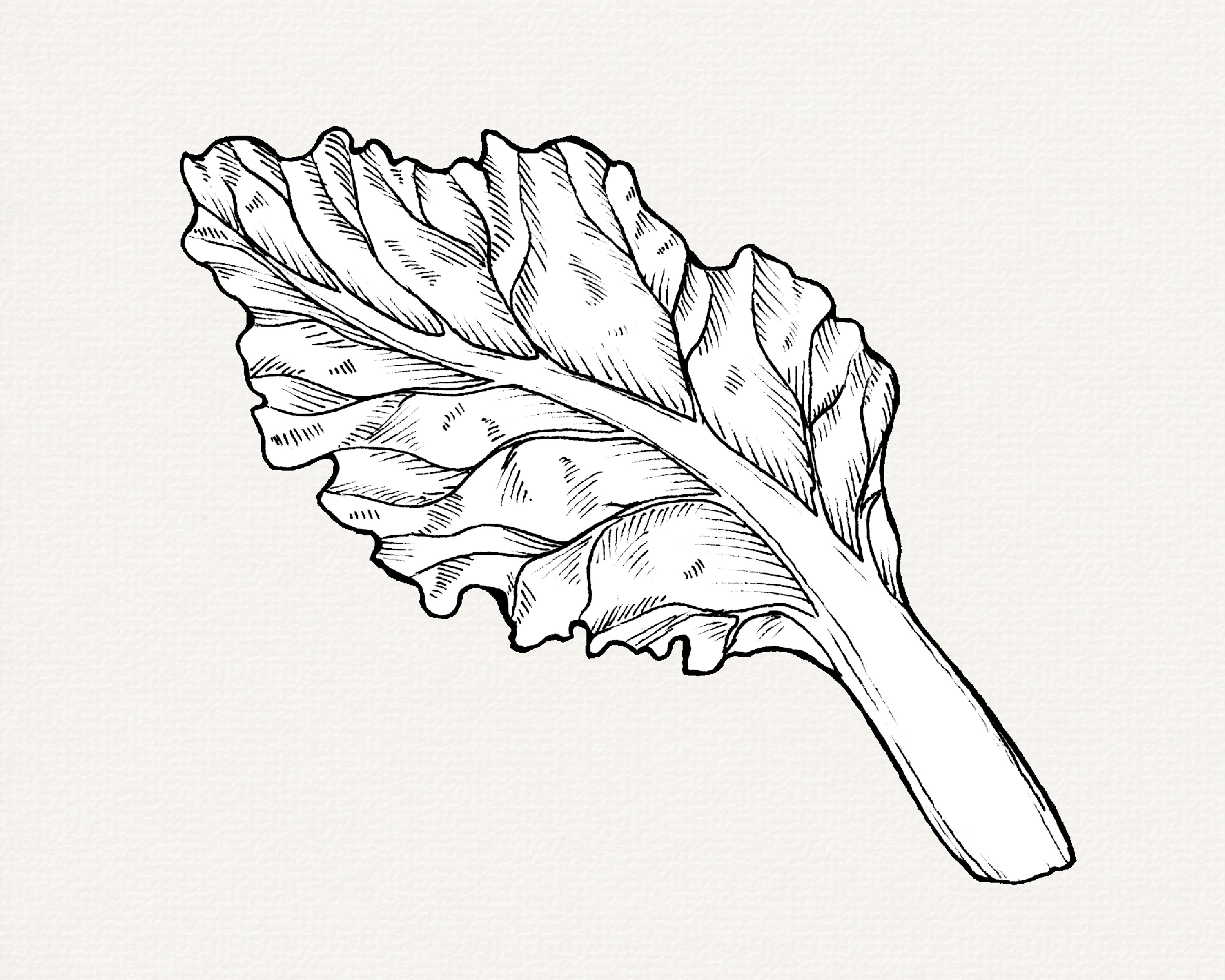 Snijbiet PNG-illustraties, handgetekende snijbietblad illustratie, vintage  stijl kunst downloaden, moestuin zeer fijne tekeningen, commercieel gebruik  clipart - Etsy België, image size:3000x2400