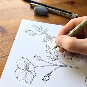 Wild Rose Line Art SVG, pacchetto di illustrazioni floreali (SVG e PNG) immagine 10