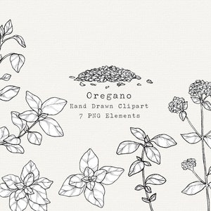 Oregano Leaf PNG Clip Art, Hand Drawn Illustration, Herb Line Art, Oregano Drawing, Herbal Garden Clipart, Kitchen Botanical, Commercial Use