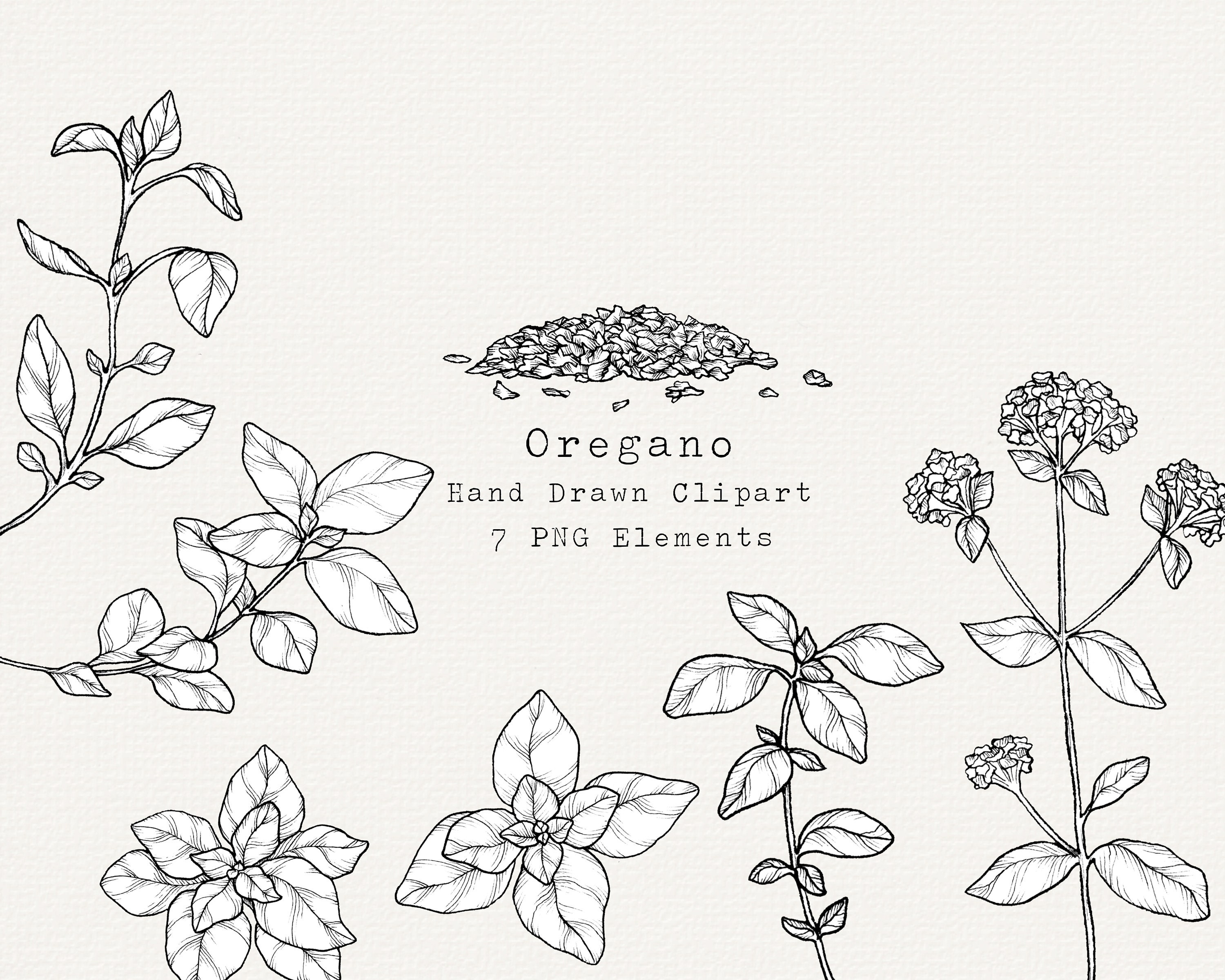 Oregano Plant Drawing