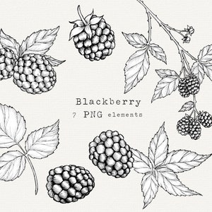 Blackberry PNG Clip Art Bundle, mûres dessinées à la main, téléchargement immédiat pour les étiquettes, usage commercial, illustration de Style vintage Berry plante