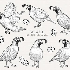 Quaglia PNG Clip Art, schizzo di uova di quaglia disegnate a mano, illustrazione di uccello, elementi clipart trasparenti, grafica agricola e culinaria, uso commerciale