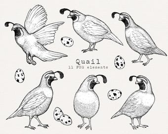 Quail Bird Line Art Clipart, Hand Drawn Quail Illustration, PNG Graphics for Commercial Use