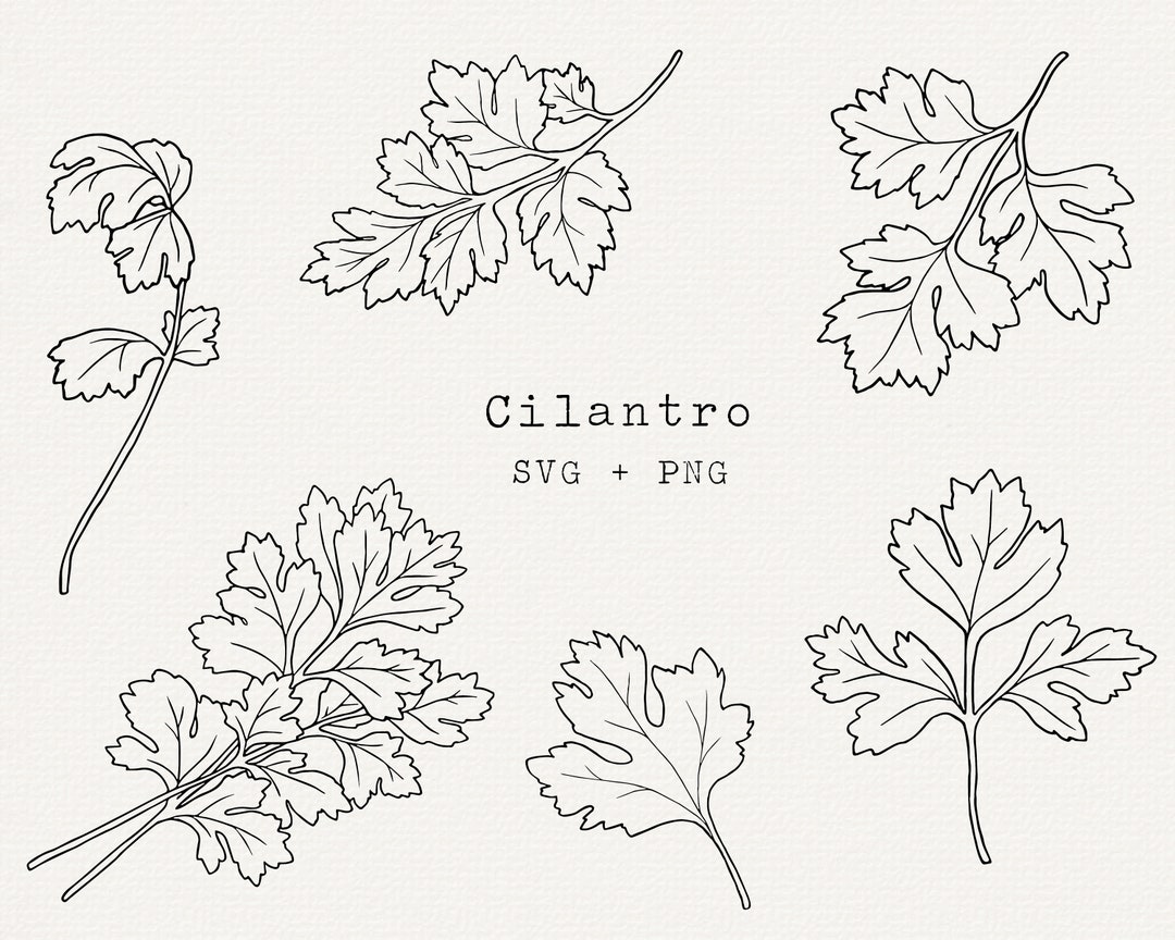 Cilantro SVG Clip Art, Commercial Use, Cilantro Plant Vector Illustration, Herb Line Art