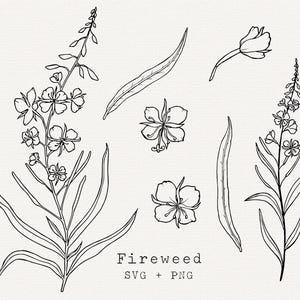 Epilobe à feuilles étroites SVG, clipart herbes épilobes, dessins au trait remèdes à base de plantes, clipart médicinales sauvages pour les étiquettes, fichier coupé, Cricut, dessin au trait simple