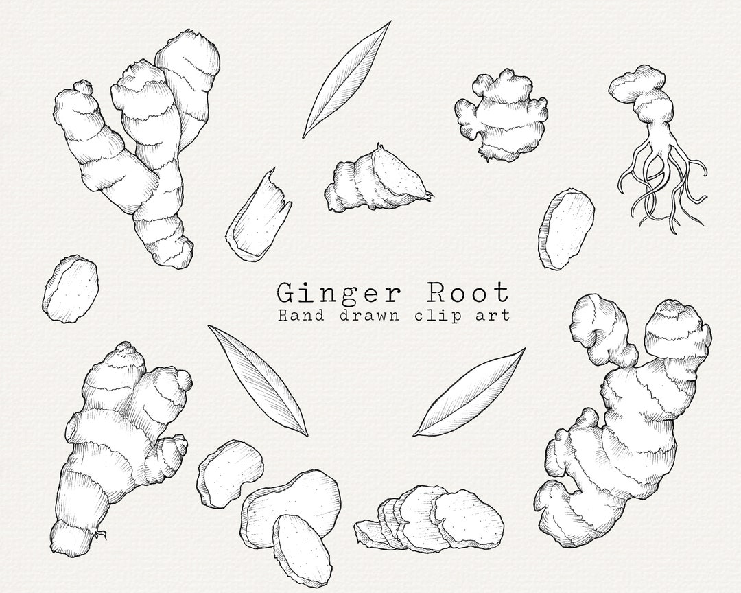 Ginger Clip Art Ginger Root Clipart Spices Baking Cooking Etsy