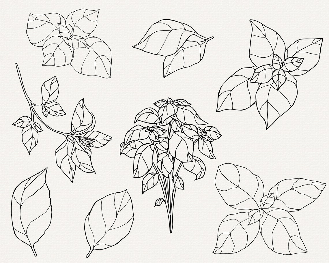 Basil SVG Clip Art, Commercial Use, Basil Plant Vector Illustration ...
