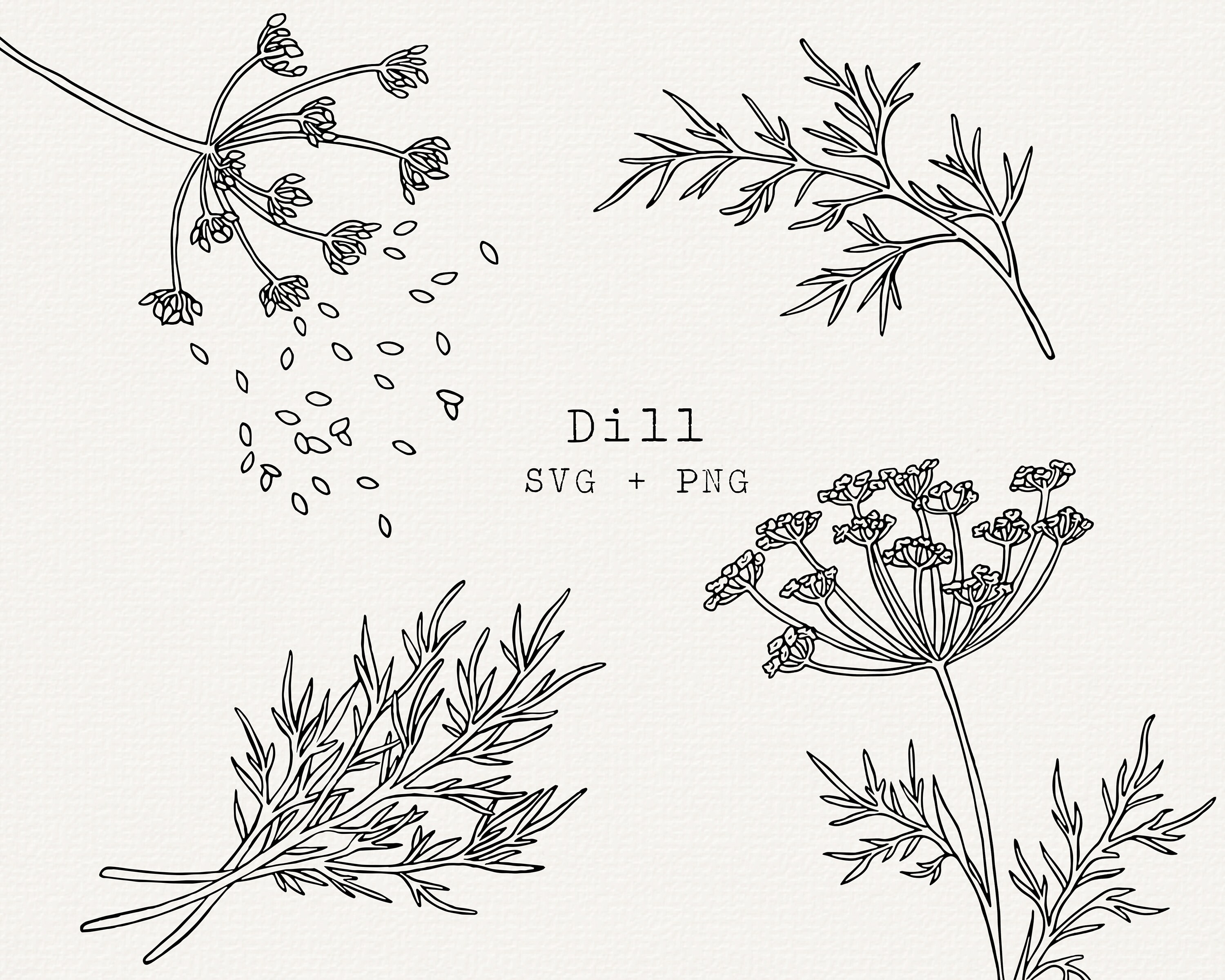 Image of Drawing of dill plant and tomato plant