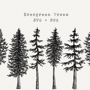 Tree SVG, PNG, Evergreen Tree Vector Graphics, Hand Drawn Forest Clipart, Woodland Line Art, Pine, Fir, Trees Design