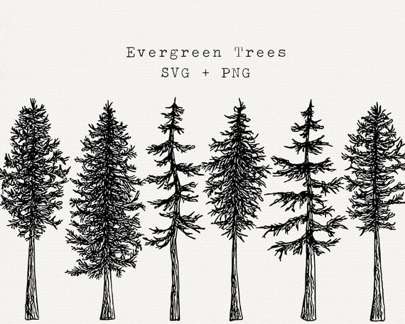 Set of evergreen branches pine tree fir spruce Vector Image
