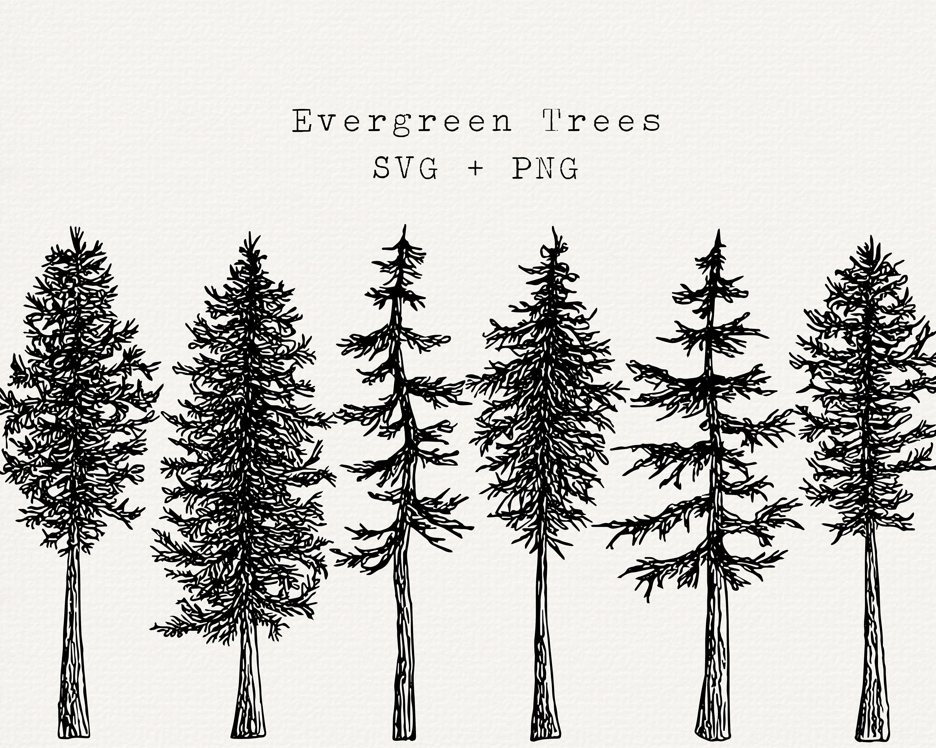 Giant Sequoia Coast Redwood Tree PNG, Clipart, Black And White, Cedar,  Coast Redwood, Conifer, Drawing Free