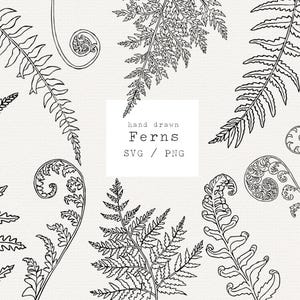 Fougère Svg, Svg fougère dessiné à la main, Illustration botanique, Clipart fougère, fichier de coupe Cricut, graphiques vectoriels, sticker feuilles, Svg botanique