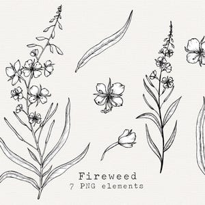 Fireweed PNG Clip Art, Ilustração de Fireweed Desenhada à Mão, Arte de Linha de Planta Medicinal, Forrageamento, Remédios de Ervas Selvagens, Clipart Botânico