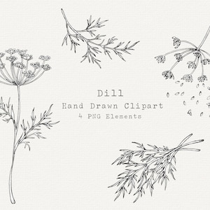 Dill PNG Clip Art, Ilustração Desenhada à Mão, Arte de Linha de Ervas, Desenho de Dill, Clipart de Jardim de Ervas, Para Etiquetas, Branding, Logotipo, Uso Comercial