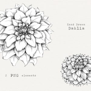 ダリアのクリップアート、植物のクリップアート、手描きの花、ダリアの花の PNG、線画、ビンテージの花のイラスト、花のアウトライン、ダウンロード