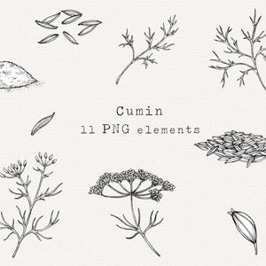 Cumin PNG Clip Art, Hand Drawn Cumin Line Art for Commercial Use, Spice Labels, Cumin Plant Illustration, Herbs and Spices Clipart, Download