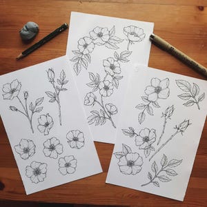 Wild Rose Line Art SVG, pacchetto di illustrazioni floreali (SVG e PNG) immagine 11