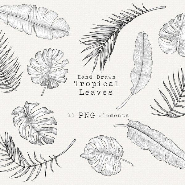 Feuilles tropicales Clip Art, feuille botanique numérique PNG, feuille de Monstera, feuille de palmier, feuille de bananier, illustration d'art au trait feuille tropicale, publicité